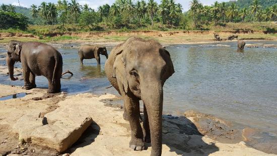 Hotel Elephant View Restaurant