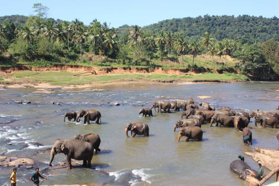 Pinnawala Elephant Orphanage